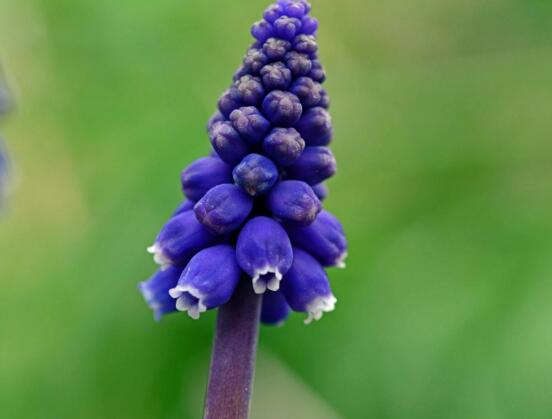 風信子怎么施肥，風信子施氮磷鉀復合肥最為合適