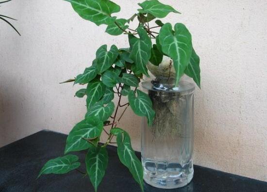 常春藤可以水培嗎，常春藤水培養(yǎng)殖方法