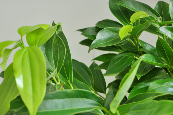 平安樹葉子下垂怎么辦，做好排水工作處理爛根