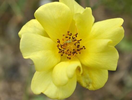 薔薇花什么時候種植，薔薇花幾月種植