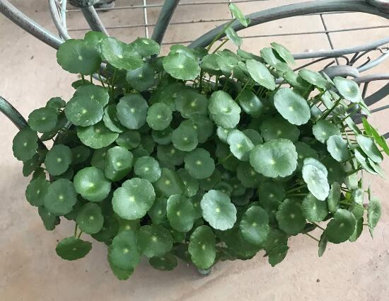 銅錢草怎么施肥，銅錢草需要什么肥料