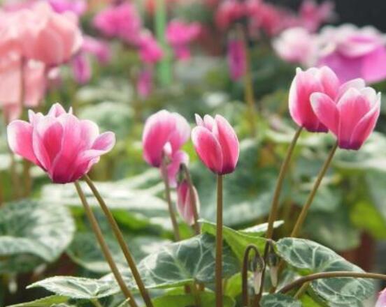 仙客來(lái)的花期是什么時(shí)候，每年冬季含苞盛放(12月至5月)