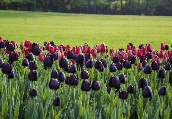 郁金香花期，每年花期為3-5月