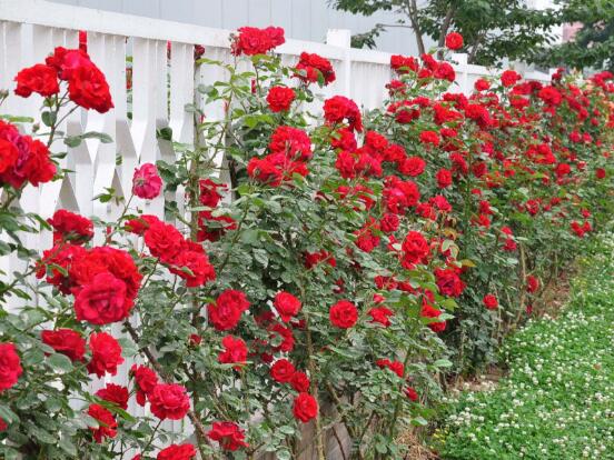 藤本月季怎么爬藤，做好兩大要點(diǎn)可圓滿爬藤(修剪/牽引)