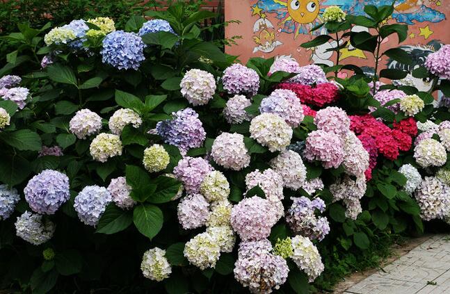 繡球花的養(yǎng)殖方法和注意事項，溫度控制在18-28℃之間最為合適