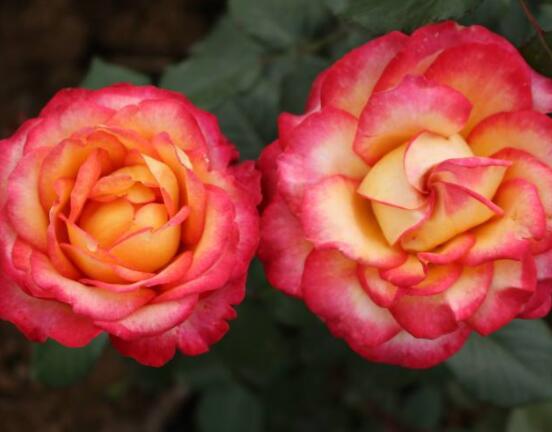 月季開花后怎么修剪，輕剪為佳、中剪為輔(三次花期修剪)