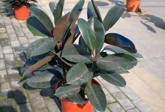 橡皮樹葉子發(fā)黃怎么辦，八個(gè)辦法變得郁郁蔥蔥