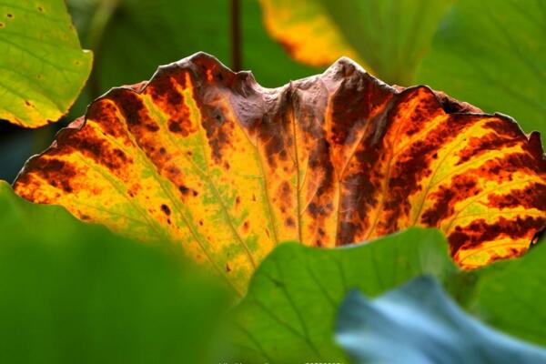 家養(yǎng)荷花葉子爛了怎么辦，修剪爛葉并做好消毒處理