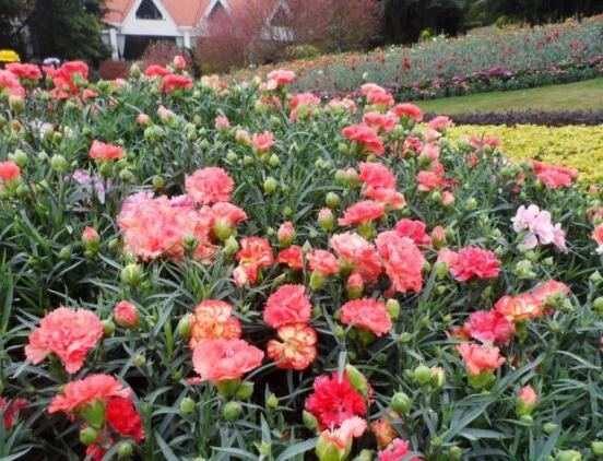 康乃馨的花語是什么，代表著母親我愛你、魅力、尊敬之情