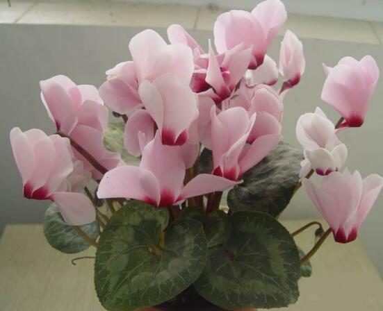 仙客來爛根怎么救治，修剪爛根、消毒處理/重新扦插繁殖