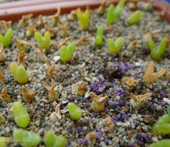 碧光環(huán)多肉有毒嗎，無(wú)毒/株型優(yōu)雅、美觀可愛(ài)