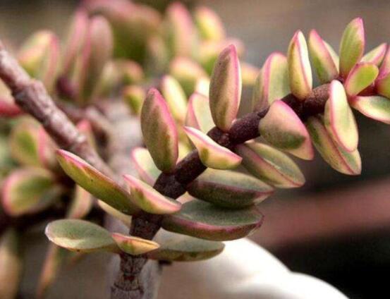 雅樂(lè)之舞怎么修剪，流枝修剪最為簡(jiǎn)單(應(yīng)用廣泛)