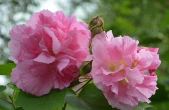 芙蓉花怎么繁殖，芙蓉花的扦插方法