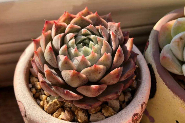 朱砂痣多肉怎么養(yǎng)