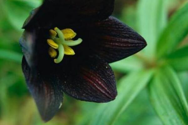 百合花花語和含義，五種百合花的花語和含義介紹