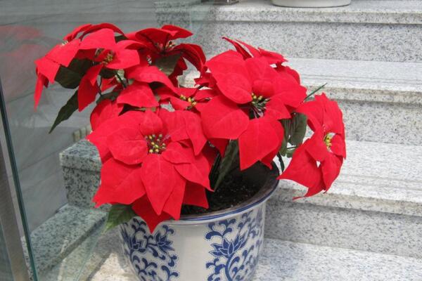 一品紅花期調(diào)控方法，以下方法就可以讓它提前開花