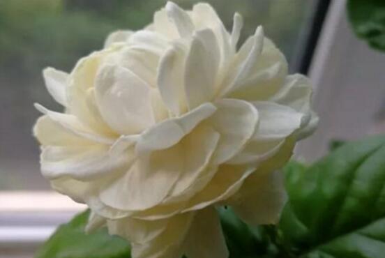 虎頭茉莉怎么修剪，三個(gè)簡(jiǎn)單方法便可美觀