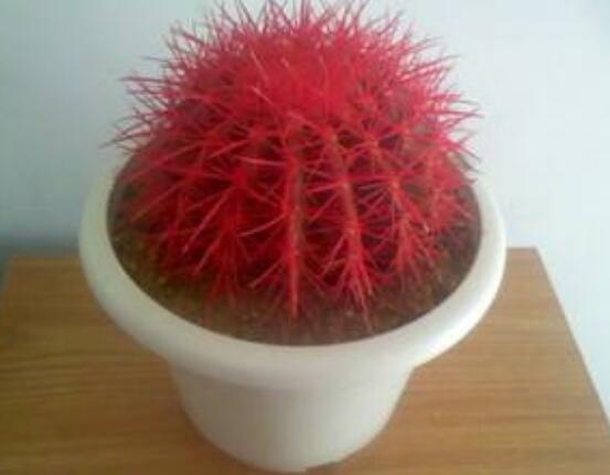 水培仙人球怎么養(yǎng)，教你六個最好步驟快速生根(7天)