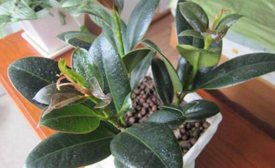 橡皮樹幾月份砍頭好，6-7月是最佳砍頭時間