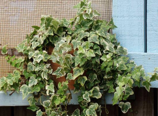 常春藤爛根怎么辦，常春藤爛根的原因及處理方法