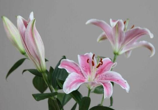 百合花有多少品種，百合花品種圖片大全