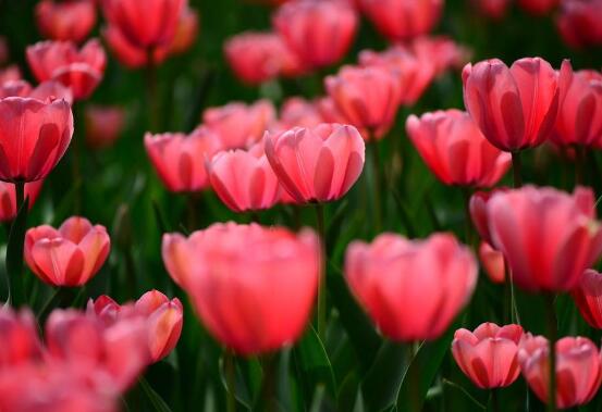 郁金香的花語(yǔ)是什么，郁金香享譽(yù)世界花后