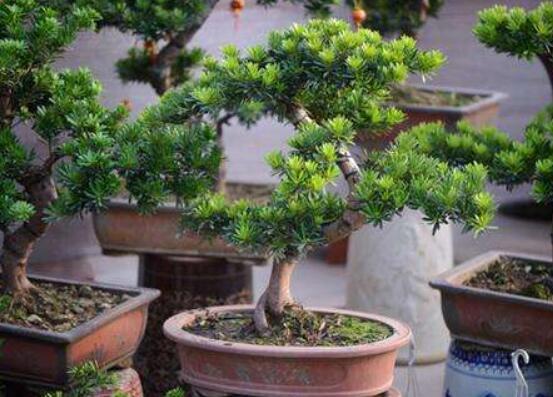 羅漢松盆景修剪技巧，教你三種修剪方法(疏剪/短剪/縮剪)