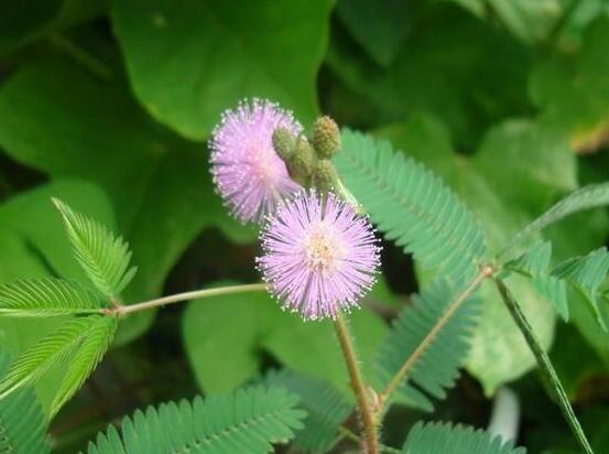 含羞草能在家里養(yǎng)嗎，不適合/頭發(fā)、眉毛嚴(yán)重脫落