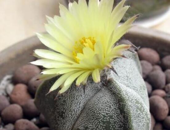 哪種仙人球開花最漂亮，令箭荷花欣賞價(jià)值最高