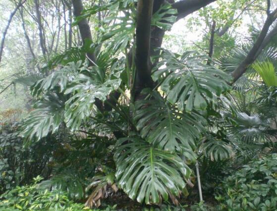 龜背竹葉子發(fā)黃怎么辦，龜背竹葉子發(fā)黃解決辦法