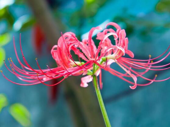 彼岸花有毒嗎，誤食出現(xiàn)呼吸困難、心跳加快(微毒)