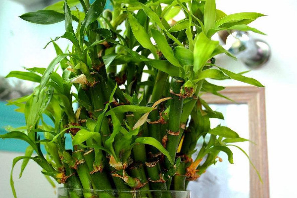 轉運竹桿發(fā)黃了怎么辦，遮光控溫/調節(jié)水肥