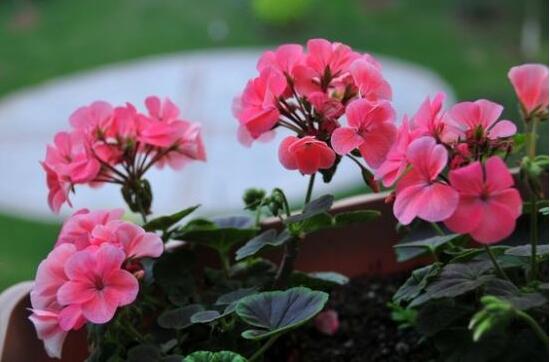 天竺葵夏天怎么澆水，天竺葵的澆水方法