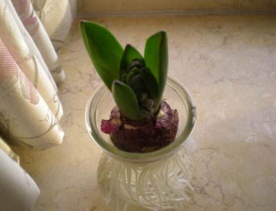 風(fēng)信子葉子發(fā)黃怎么辦，教你五種緊急處理方法