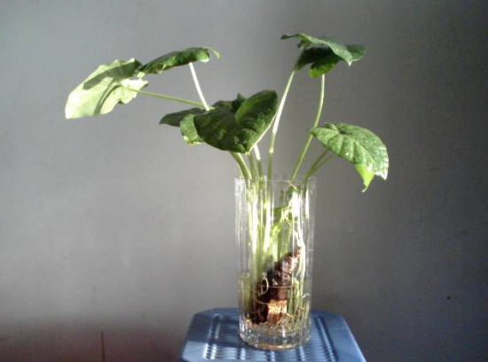 水培萬(wàn)年青的養(yǎng)殖方法和注意事項(xiàng)，學(xué)會(huì)以下三個(gè)步驟即可