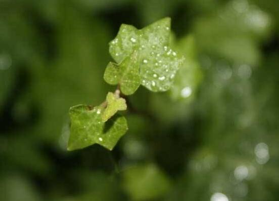 水培常春藤的養(yǎng)殖方法，老農總結的簡單易學三部曲