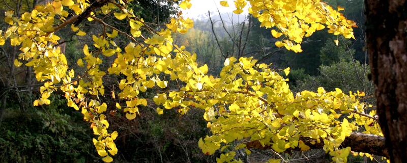 景觀樹(shù)苗有哪些品種