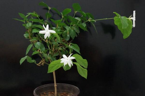 茉莉花葉子發(fā)黑怎么回事，最常見(jiàn)3種原因及處理方法