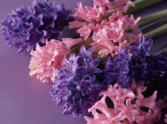 好看的風(fēng)信子圖片欣賞，姿色優(yōu)美，色彩艷麗