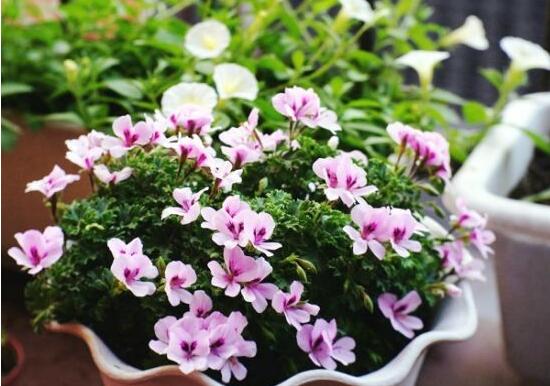 天竺葵快速生根法，教你最快生根六點步驟(15天生根)