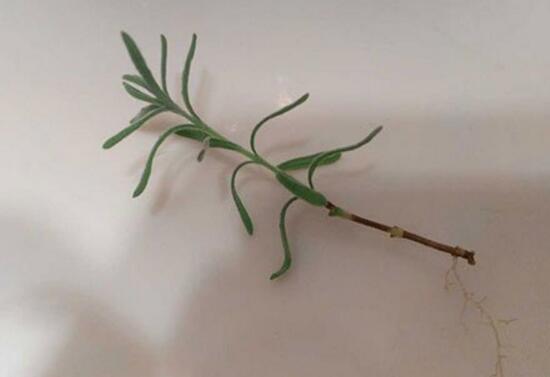 薰衣草怎么扦插，薰衣草的繁殖方法