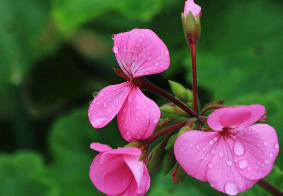 天竺葵扦插方法與時間，可以在春秋季節(jié)進行杵插