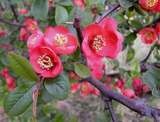 海棠花有多少種，盤點(diǎn)最好看的六大種類