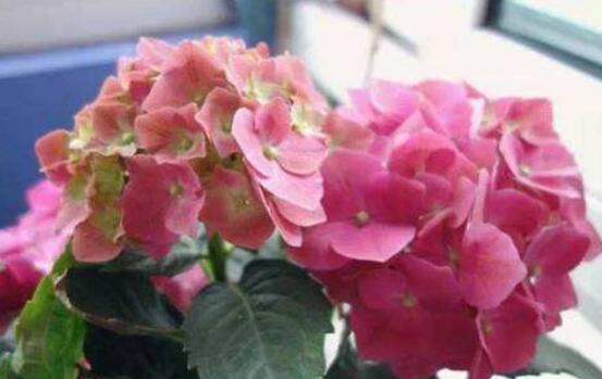 繡球花的栽培管理技術(shù)，老農(nóng)教你最實(shí)用的七大養(yǎng)殖方法