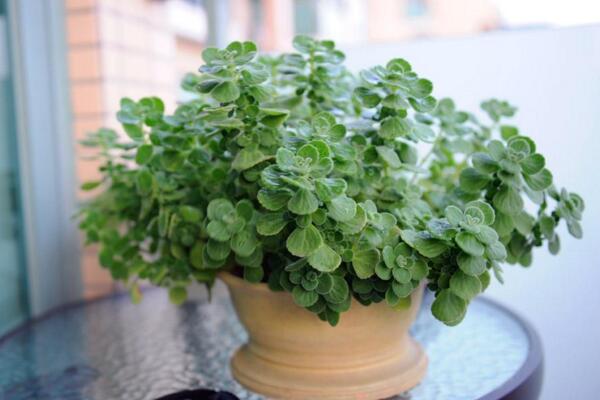 碰碰香怎么過(guò)冬，入室保溫并加強(qiáng)光照