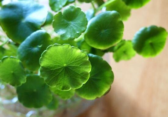 銅錢草有哪些品種，銅錢草品種圖片大全