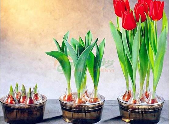 如何水培郁金香，3個簡單步驟輕松學(xué)會