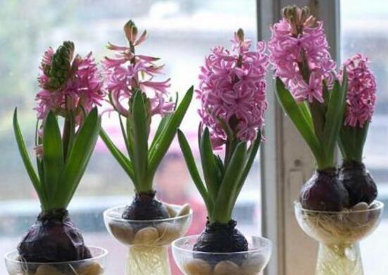 風(fēng)信子水培方法，風(fēng)信子簡(jiǎn)單易學(xué)的四大水培步驟