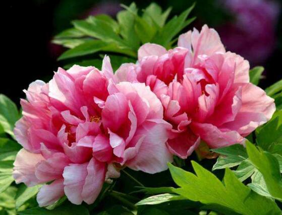 牡丹花什么時(shí)候開(kāi)，牡丹花在每年5月開(kāi)花(一年開(kāi)一次)