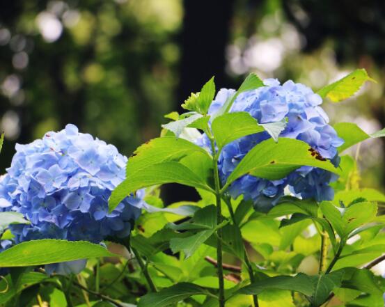 天竺葵和繡球的區(qū)別，教你三種最直接有效分辨方法